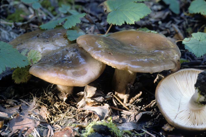 Lactarius mucidus var fuscogriseus